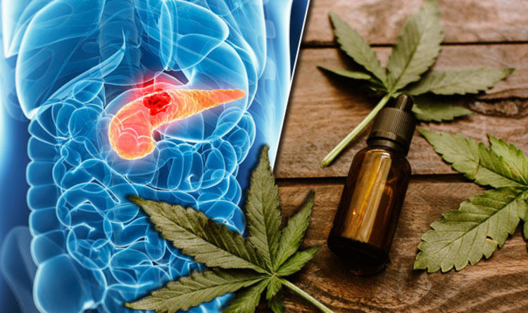 Cbd Cancer Treatments What You Need To Know