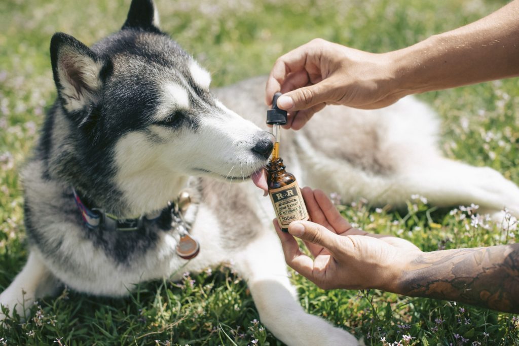 Can A Dog Overdose On Cbd Oil
