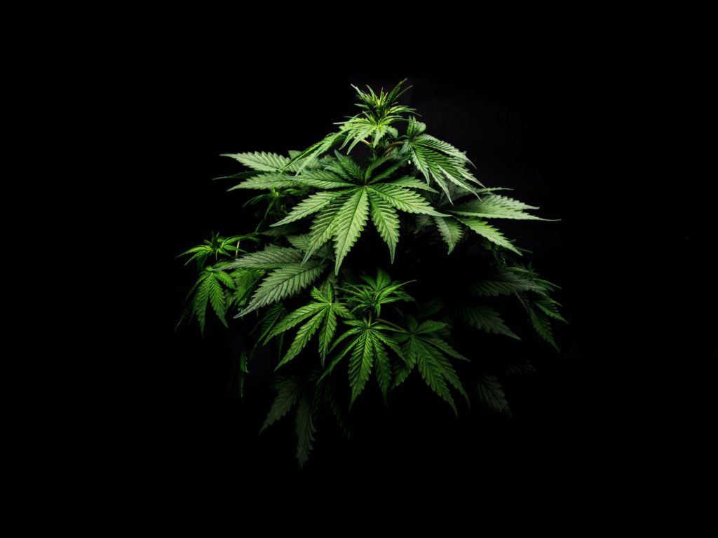 How Much CBD Oil Does One Plant Produce?