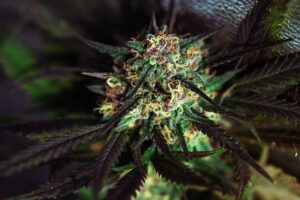 High Cbd Low Thc Cannabis Flower